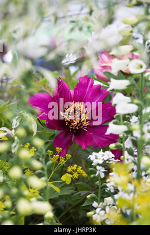 Paeonia x 'Morning Lilac'. Hybride intersectionnelle. Matin Pivoine Itoh Lilas Banque D'Images