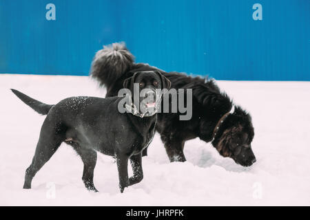 Deux drôles de chiens Labrador et Terre-Neuve jouent ensemble dehors dans la neige en journée d'hiver. Banque D'Images