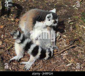 Le ring-tailed lemur (Lemur catta) Banque D'Images