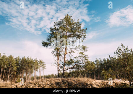 La production d'arbres de pins sur la Côte de Sable en forêt d'automne. Au début du printemps ou à la fin de l'automne Paysage de forêt de conifères. Nature de la Biélorussie ou partie européenne de Russi Banque D'Images