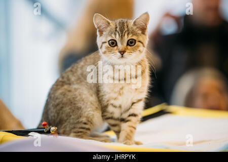 Petit Mignon Chaton Chat écossais gris avec des oreilles droites au fond intérieur floue Banque D'Images