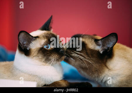 Close Up Portrait Of Mekong Bobtail Cat Kitten floue à fond rouge. Les chats à s'embrasser Banque D'Images