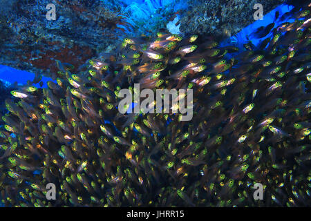 Pigmy sweeper poisson (Parapriacanthus ransonneti) sous l'eau dans l'océan indien Banque D'Images