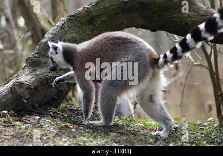 Le ring-tailed lemur (Lemur catta) Banque D'Images