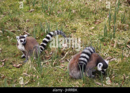 Le ring-tailed lemur (Lemur catta) Banque D'Images