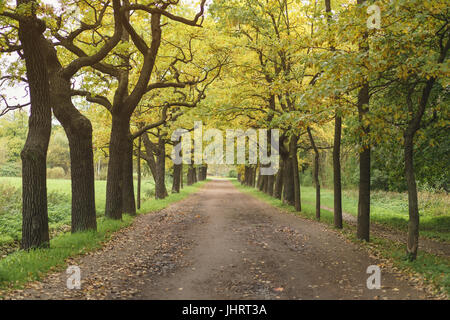 Dans oak alley park au début de l'automne Banque D'Images