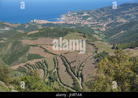 Paysage sur les champs de vignes et la ville côtière de Banyuls-sur-Mer, au sud de la France, méditerranée, Pyrénées Orientales Banque D'Images