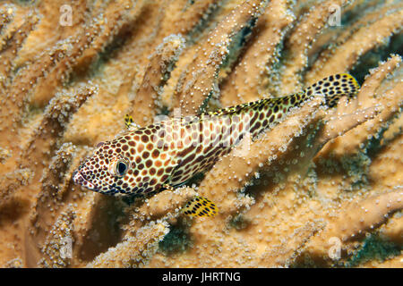 Honeycomb (Epinephelus merra), reposant sur la main du diable coraux (Lobophytum compactum), Palawan, Mimaropa, Sulu Lake Banque D'Images