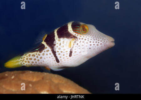 Valentin's aiguillat puffer (Canthigaster valentini), Palawan, Mimaropa Sulu, lac, océan Pacifique, Philippines Banque D'Images