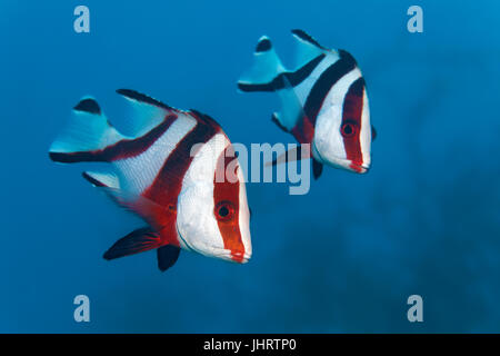 L'empereur deux lutjans rouge (Lutjanus sebae) dans le bleu piscine, Palawan, Mimaropa Sulu, lac, océan Pacifique, Philippines Banque D'Images