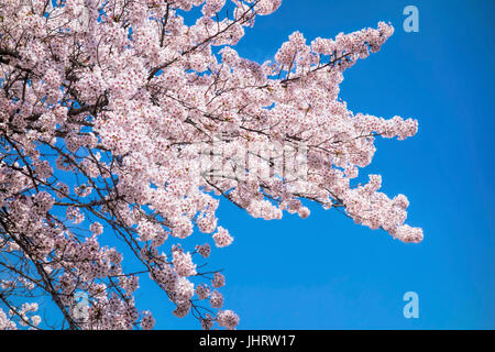 Cerisiers au Japon Banque D'Images