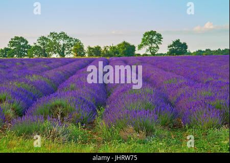 Champ de lavande dans les Cotswolds, en Angleterre, près du village de Snowshill, Gloucestershire Banque D'Images