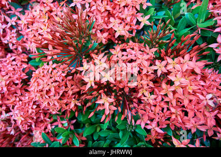 Fleurs incroyable dans la nature au Vietnam. Banque D'Images