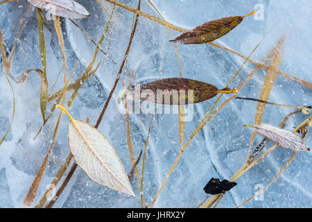 Les tiges et feuilles sur la glace, Norrbotten, Laponie, Suède, octobre , Halme und auf Eis Blaetter, Laponie, Suède, octobre 2014 Banque D'Images