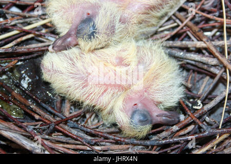 Colombe de bébé. Dormir dans un nid sur les branches. Deux oisillons. La photo pour votre conception. Banque D'Images