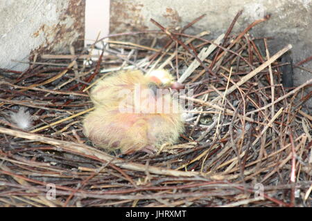 Les poussins de la palombe. Deux-pièces. La photo pour votre conception. Banque D'Images