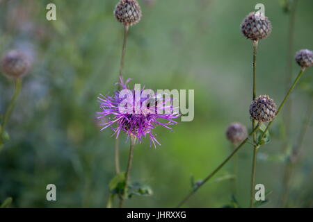 Thistle Carduus,fleur Chardon, au lever du soleil dans des tons d'or, selective focus. Le Thistle est un symbole de l'Ecosse. Close-up d'un chardon, la fleur nationale de l'Ecosse. Arrière-plan de saison naturelle Banque D'Images