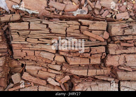 C'est un tronc d'arbre en décomposition dans les bois. Banque D'Images