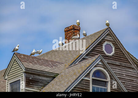 Huit, le Goéland argenté Larus argentatus, perche sur les sommets d'un toit de maison à Bristol, Maine, USA. Banque D'Images