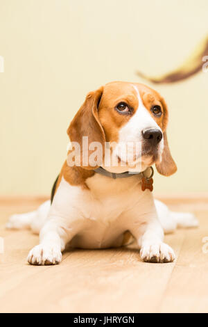 Un chien beagle à l'âge de 2 ans, une femme allongée sur le sol et à la Banque D'Images