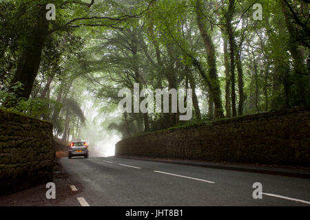 Pendant la conduite le long d'un sinistre couvert misty lane avec arbres couvrant la lane, au crépuscule, en Halkyn, Flintshire Banque D'Images