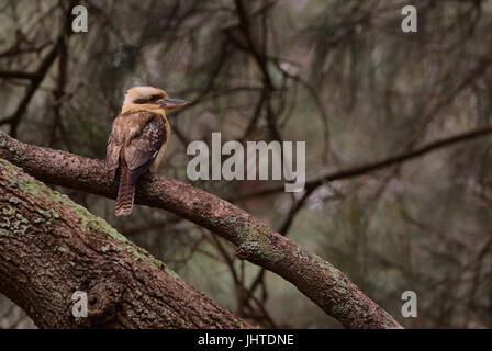 Kookaburra perché sur une bransch dans un arbre, tourné en Lane Cove, Sydney, Nouvelle-Galles du Sud, Australie. Banque D'Images