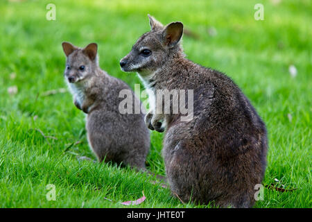 Red-necked Wallaby de Bennett ou (Macropus rufogriseus), femelle adulte en captivité avec joey, West Sussex, UK. Banque D'Images