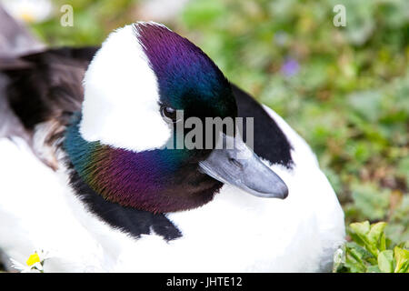 Le petit garrot, Canard (Bucephala albeola) mâle en plumage nuptial, captive, West Sussex, Angleterre, Royaume-Uni. Banque D'Images