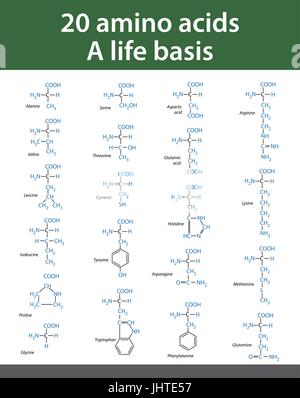 20 acides aminés. Une base de vie. Illustration de Vecteur