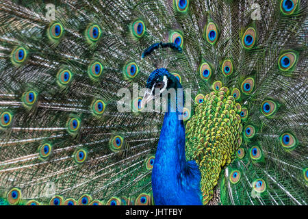 Monde animal sauvage. Peacock avec queue colorée. Banque D'Images