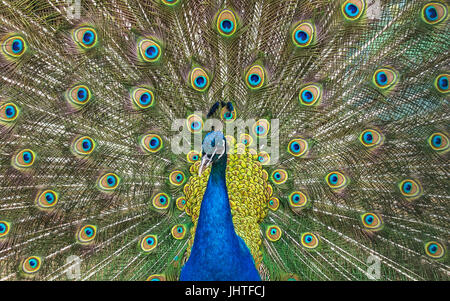 Peacock avec plumes multicolores. Monde animal sauvage. Banque D'Images