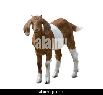 Les jeunes chèvres Boer isolé sur fond blanc Banque D'Images