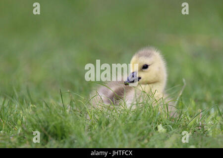 Une bernache du Canada gosling se reposant dans l'herbe Banque D'Images