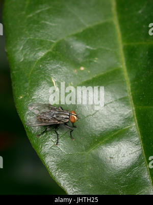 Fly or et noir reposant sur une feuille verte Banque D'Images