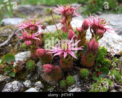 Houseleeks en fleurs (sempervivum montanum), ou liveforever, ou de la poule et les poussins, là-haut, dans les Alpes autrichiennes au parc national Hohe Tauern Banque D'Images