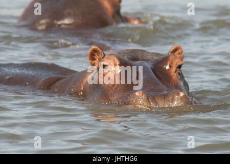 Hippopotamus amphibius, hippo, hippo africain, d'hippopotame, hippopotame, de l'Afrique de l'hippopotame commun africain, hippopotames, hippo face immergée, Banque D'Images