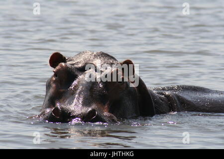 Hippopotame, hippopotame, Hippopotamus amphibius, hippo dans l'eau Banque D'Images