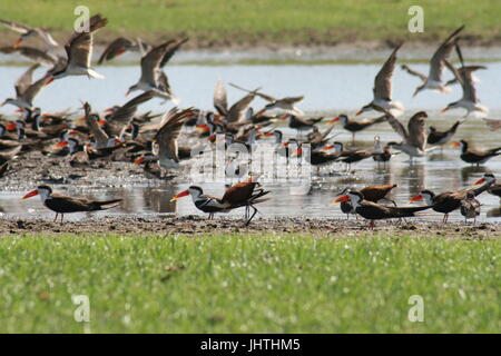 (Rynchops flavirostris African skimmer) Banque D'Images