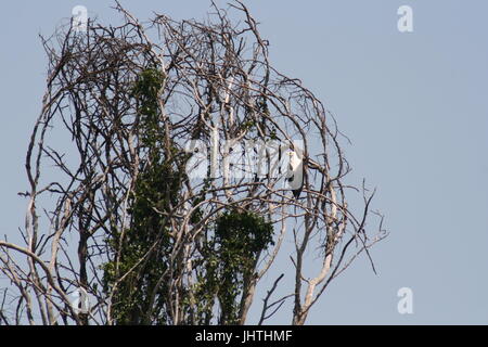 African fish eagle in tree Banque D'Images