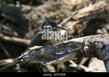 Alcedinidae, Giant kingfisher martin-pêcheur géant, le Malawi, d'Afrique, d'Amérique Megaceryle maxima giant kingfisher megaceryle maxima, femme, femme giant kingfisher Banque D'Images