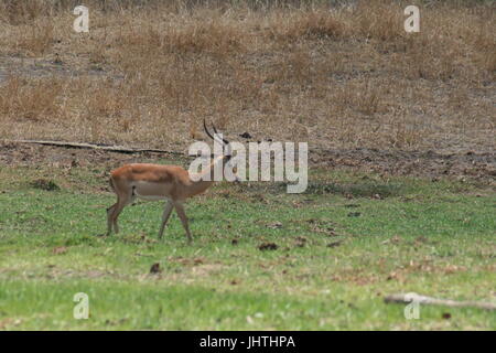 Aepyceros melampus, Impala Banque D'Images