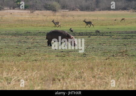 Hippopotamus amphibius, d'hippopotame Banque D'Images