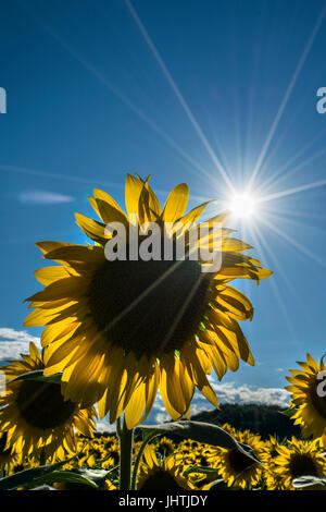 Champ de tournesols éclairée par le soleil dans l'après-midi d'été Banque D'Images
