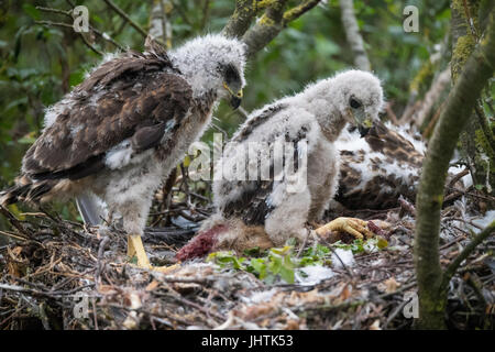 Poussins Buzzard dans le Lincolnshire uk Banque D'Images