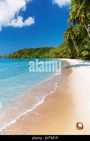 Le cocotier sur la plage, Thaïlande, île Kood Banque D'Images