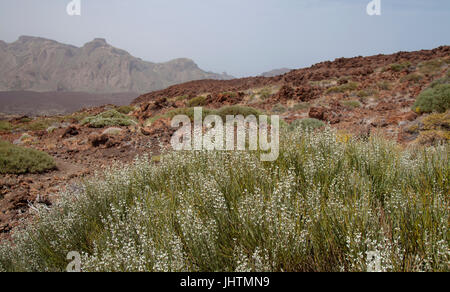 Iles Canaries, Tenerife, blanc-floraison balai haute altitude Spartocytisus supranubius espèces, un balai plus de nuages, Retama del Teide, des fleurs sur le Banque D'Images