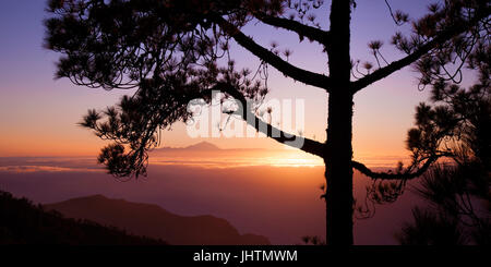 Gran Canaria, coucher de soleil sur le Teide sur Tenerife comme vu à partir de la forêt de pins Pinar de Tamadaba Banque D'Images