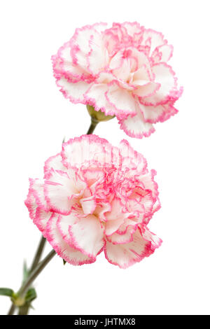 Pretty pink carnation isolé sur fond blanc Banque D'Images