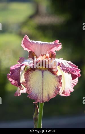 Iris blanc et rose Banque D'Images