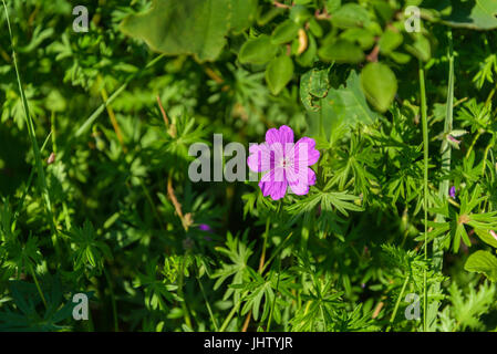 Fleur de géranium sauvage photographié sur un fond d'herbe verte Banque D'Images